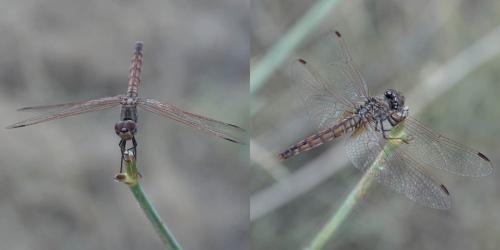 Trithemis annulata
